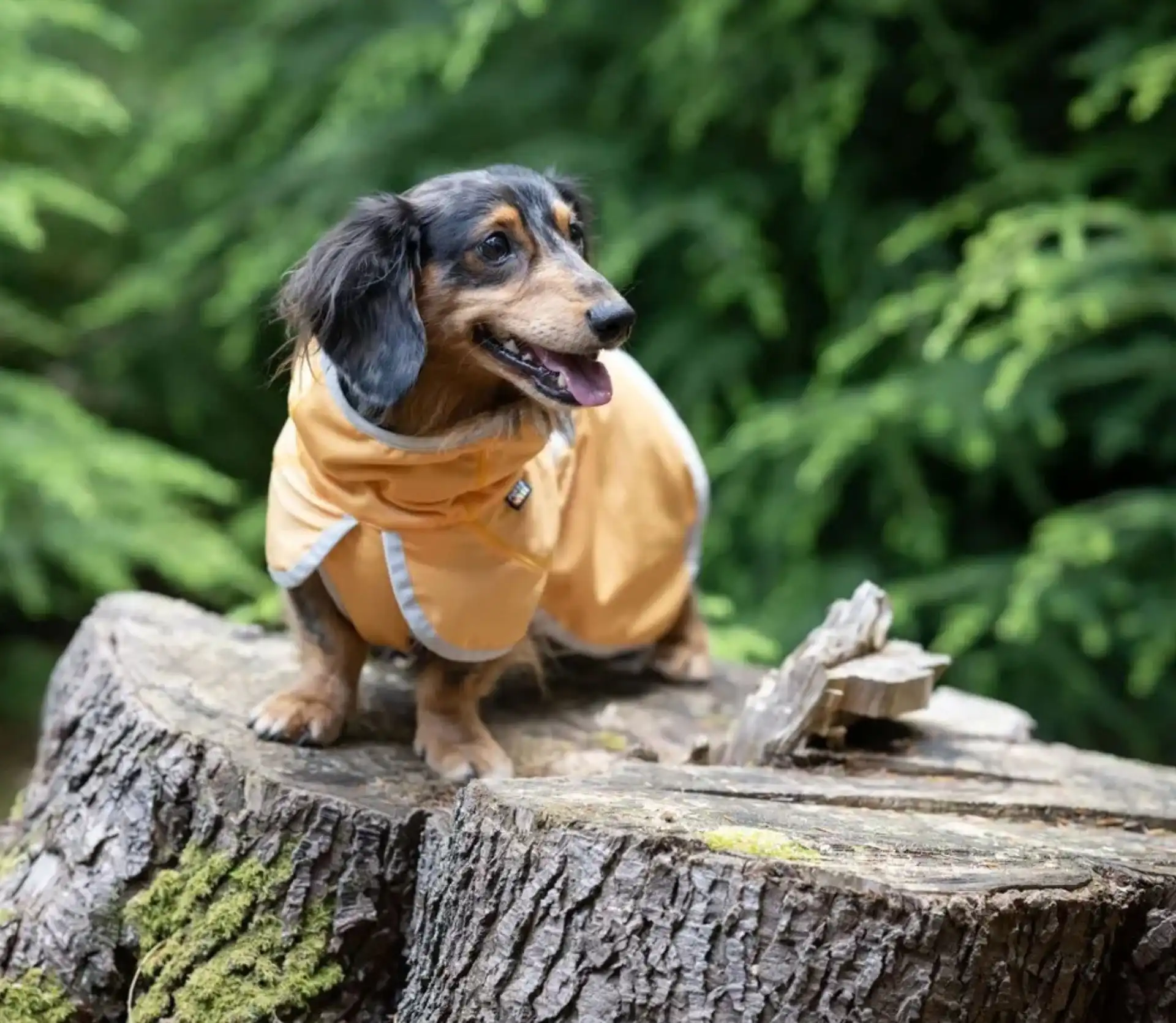 Rukka Pets UV Kühljacke Crisp